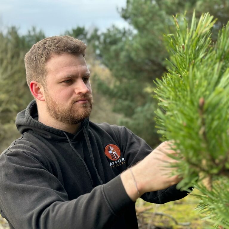 Scots Pine Harvest